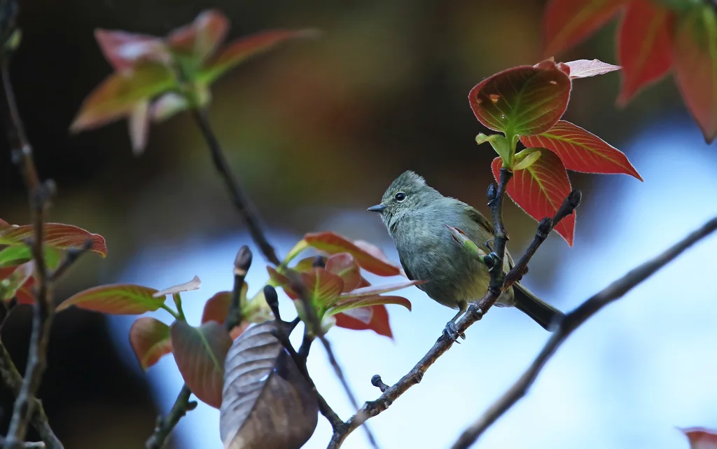 黄眉林雀（Sylviparus modestus）