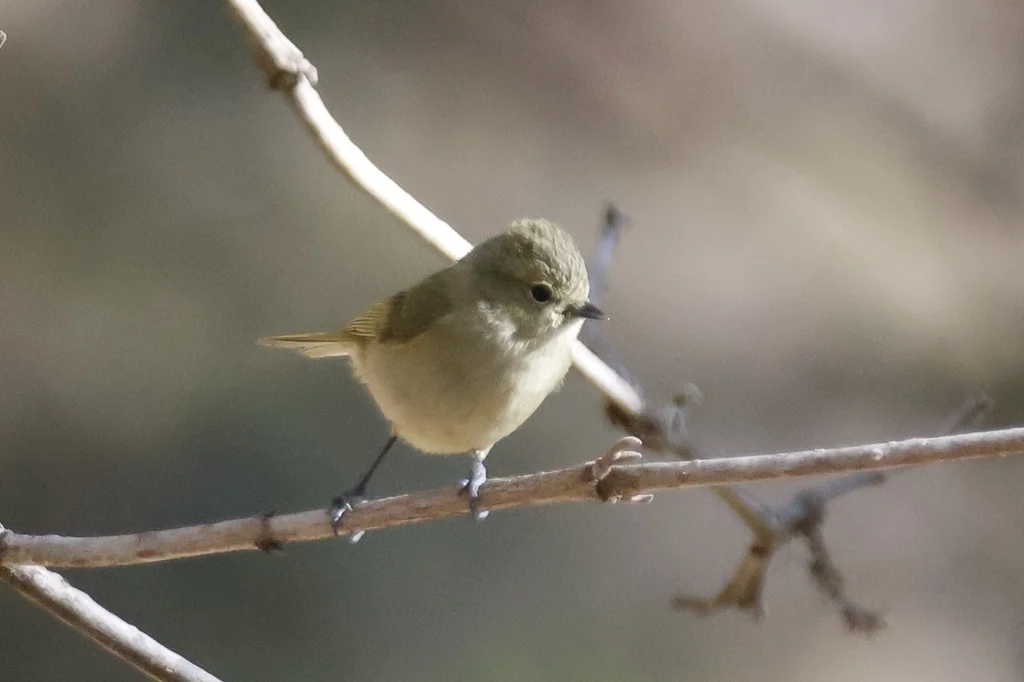 黄眉林雀（Sylviparus modestus）