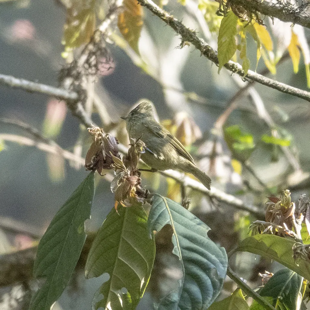黄眉林雀（Sylviparus modestus）