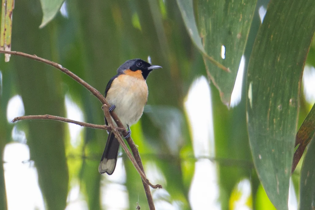 摩鹿加王鹟(Symposiachrus bimaculatus)
