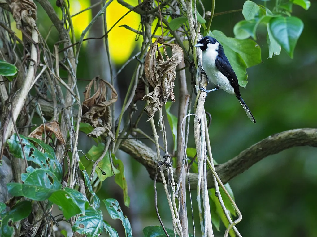 黑羽缘王鹟(Symposiachrus loricatus)