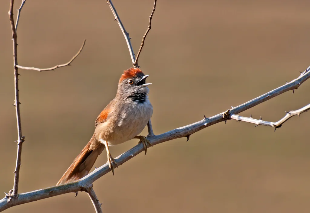 淡胸针尾雀(Synallaxis albescens)