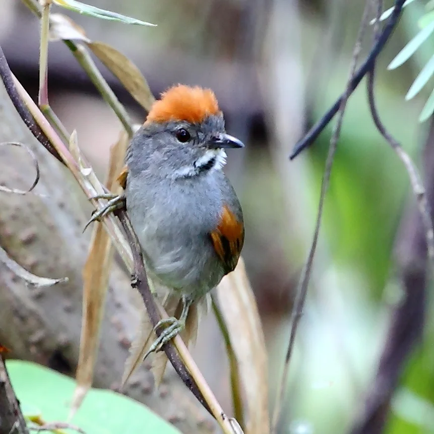 暗胸针尾雀(Synallaxis albigularis)