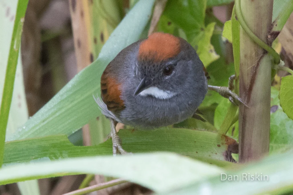 暗胸针尾雀(Synallaxis albigularis)