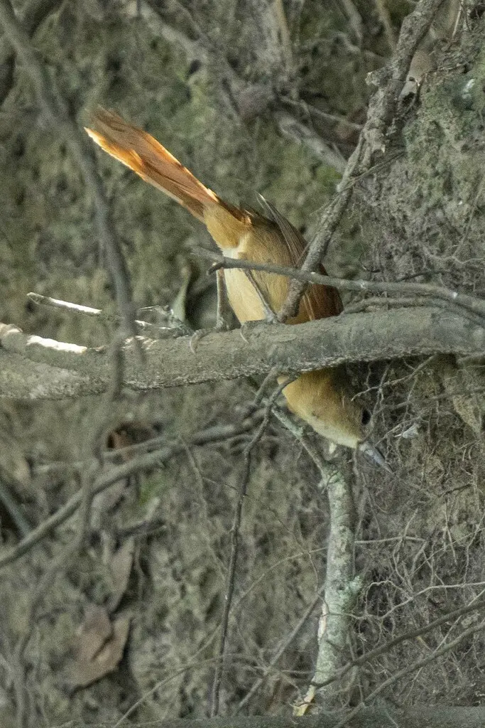 白眼先针尾雀(Synallaxis albilora)