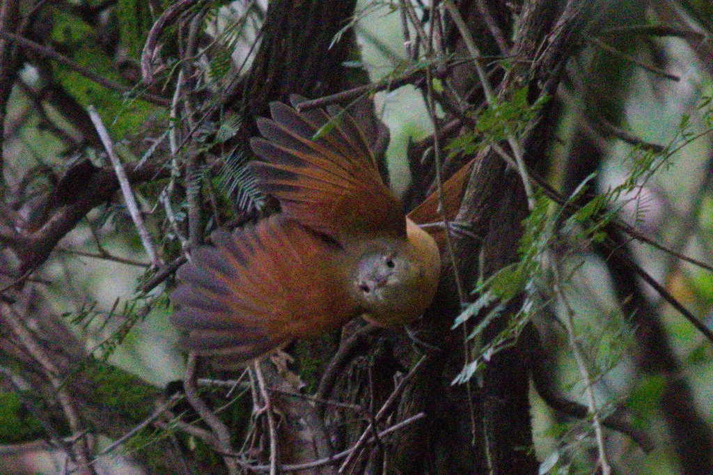 白眼先针尾雀(Synallaxis albilora)