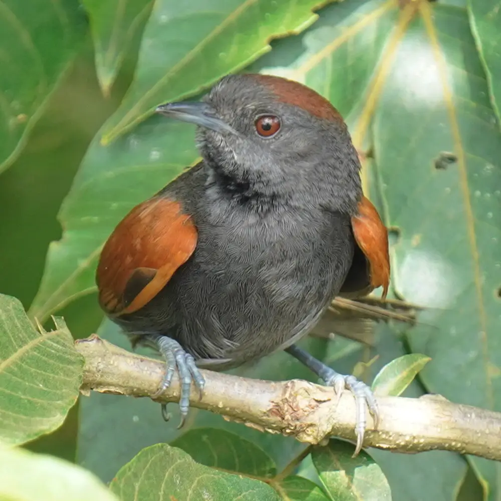 蓝灰针尾雀(Synallaxis brachyura)
