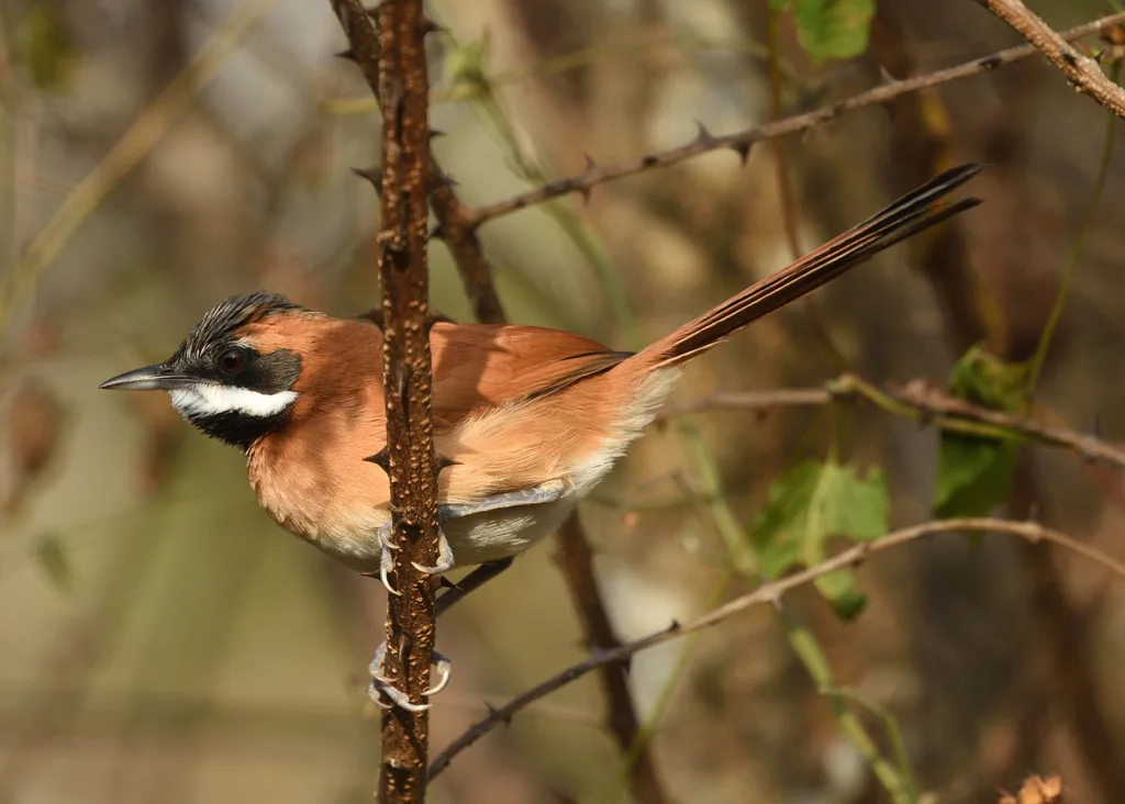 白须针尾雀(Synallaxis candei)