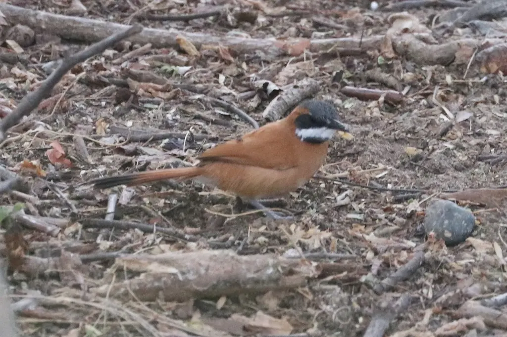 白须针尾雀(Synallaxis candei)