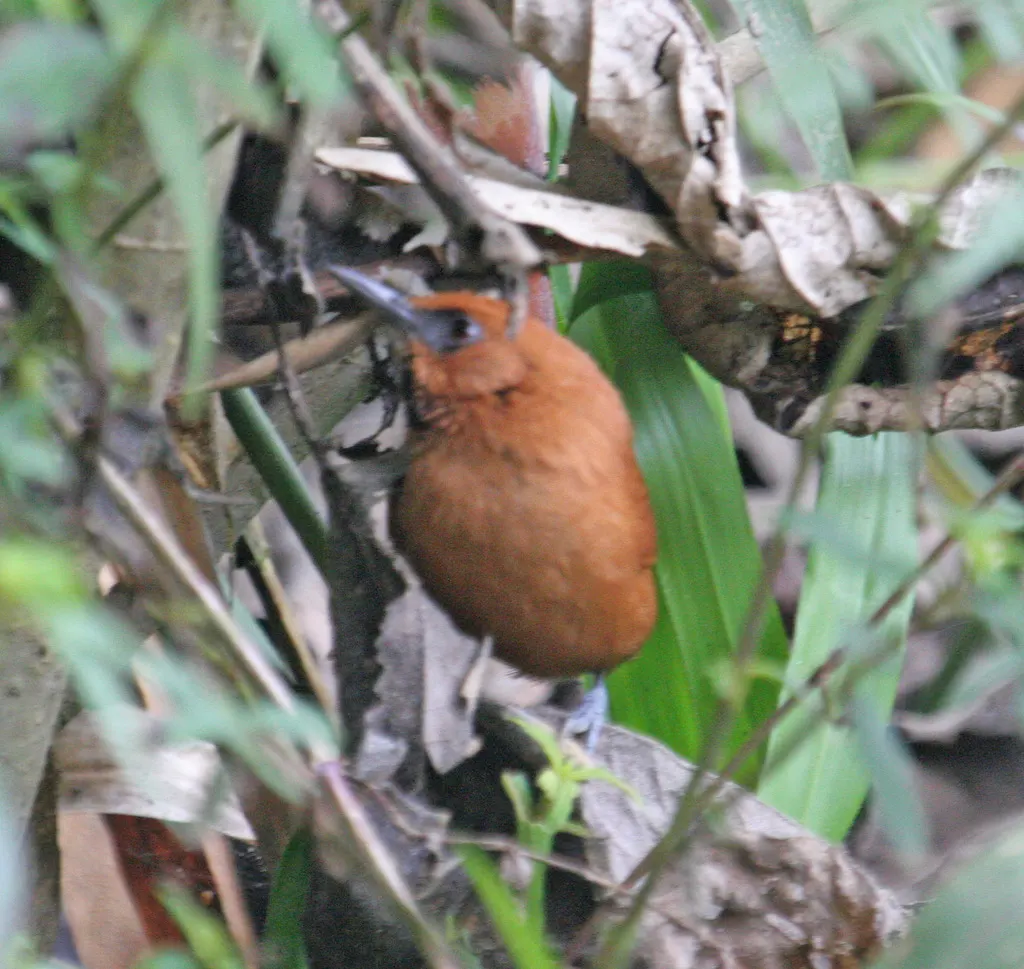 黑喉针尾雀(Synallaxis castanea)