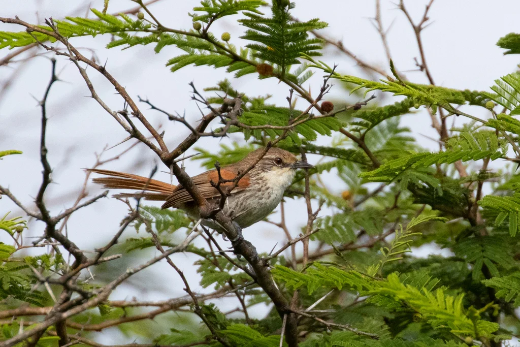 钦奇针尾雀(Synallaxis chinchipensis)