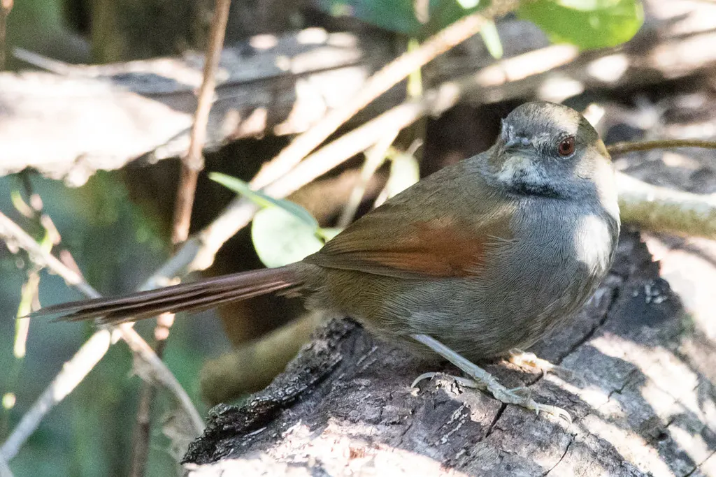 灰腹针尾雀(Synallaxis cinerascens)