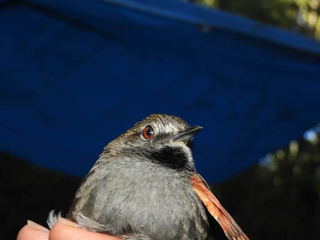 灰腹针尾雀(Synallaxis cinerascens)
