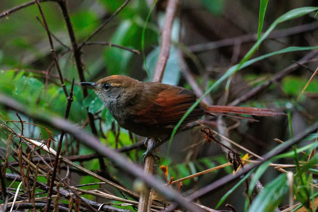 巴西针尾雀(Synallaxis cinerea)