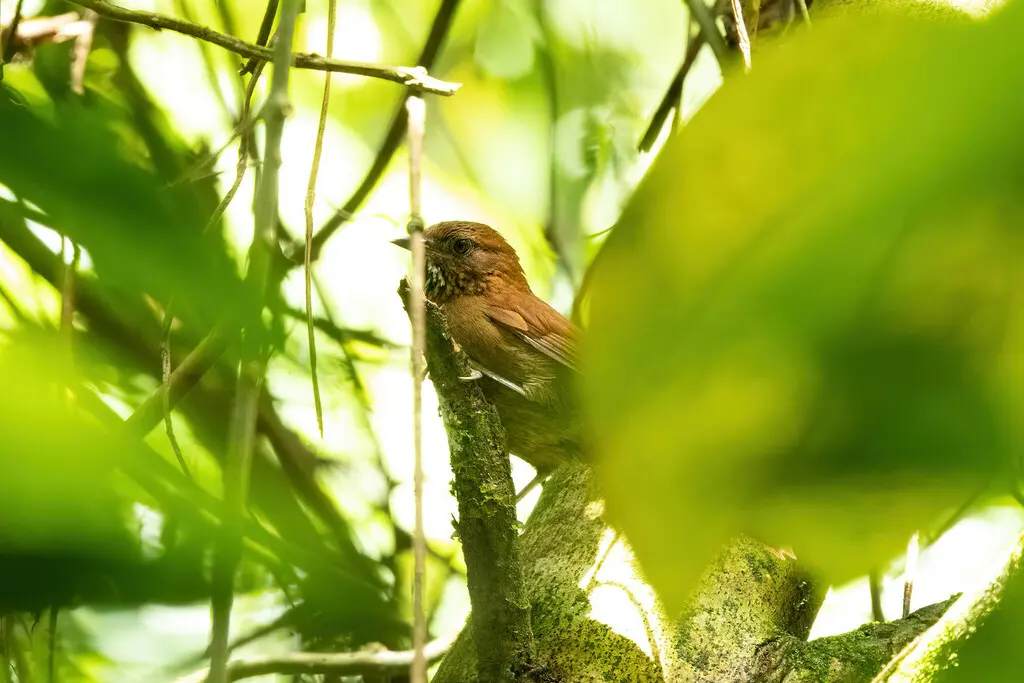 纹胸针尾雀(Synallaxis cinnamomea)