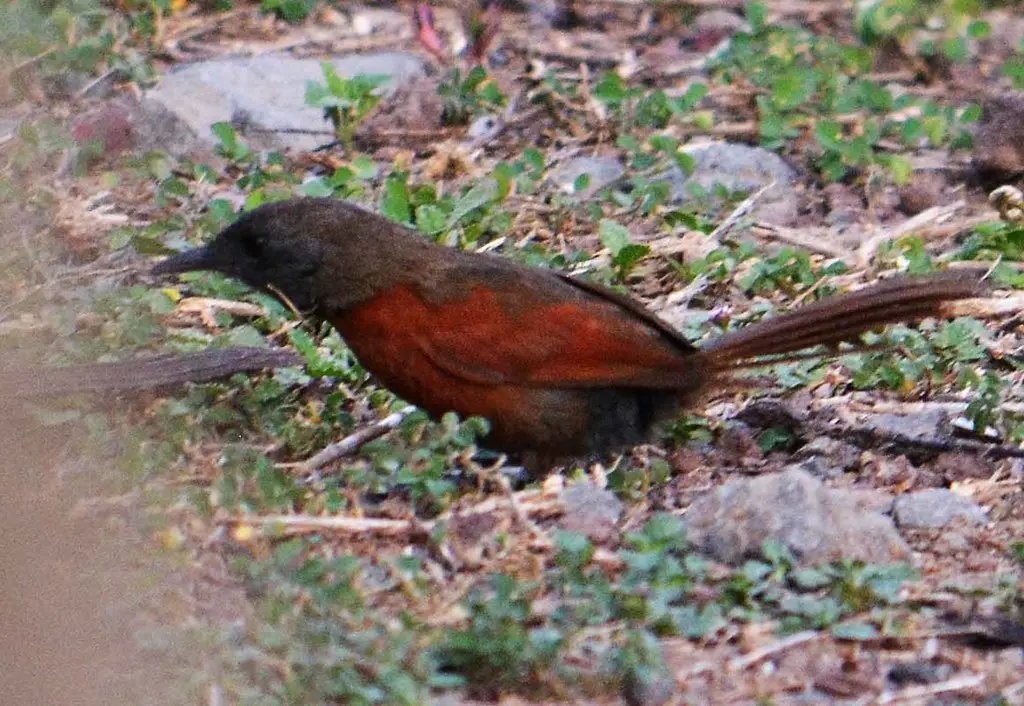 棕胸针尾雀(Synallaxis erythrothorax)
