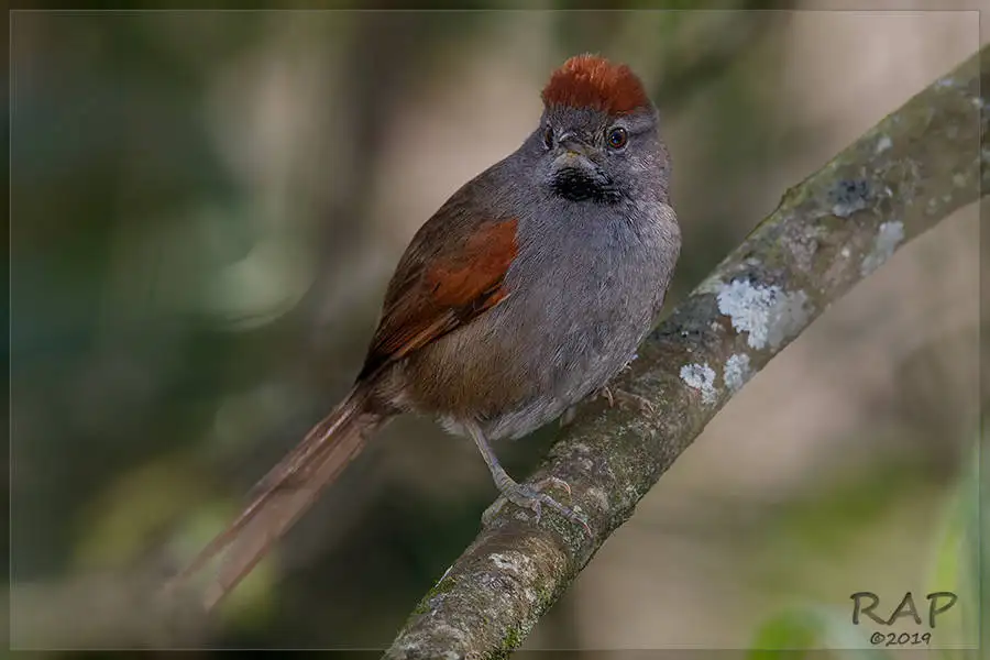 烟额针尾雀(Synallaxis frontalis)
