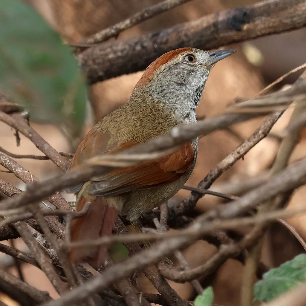 烟额针尾雀(Synallaxis frontalis)