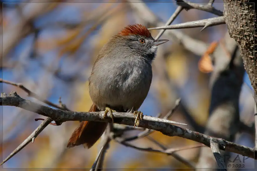 烟额针尾雀(Synallaxis frontalis)