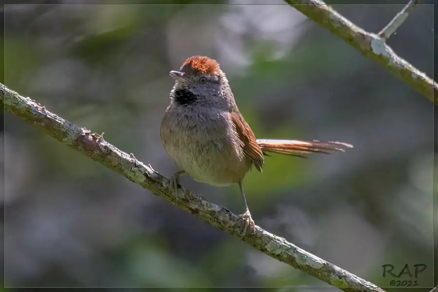 烟额针尾雀(Synallaxis frontalis)