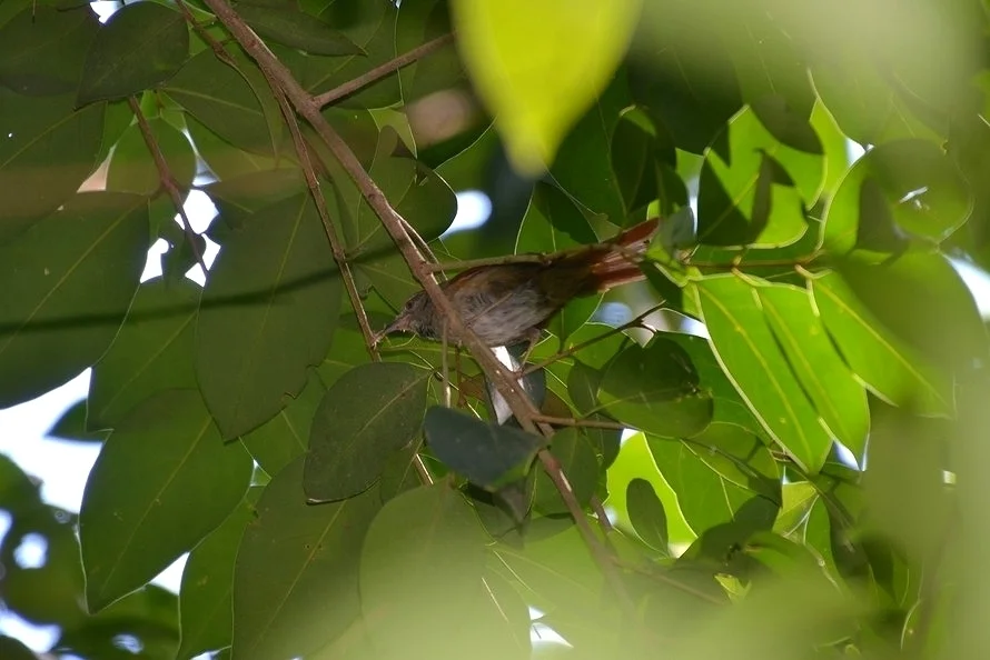 烟额针尾雀(Synallaxis frontalis)