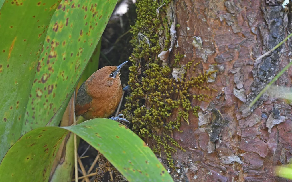 锈头针尾雀(Synallaxis fuscorufa)