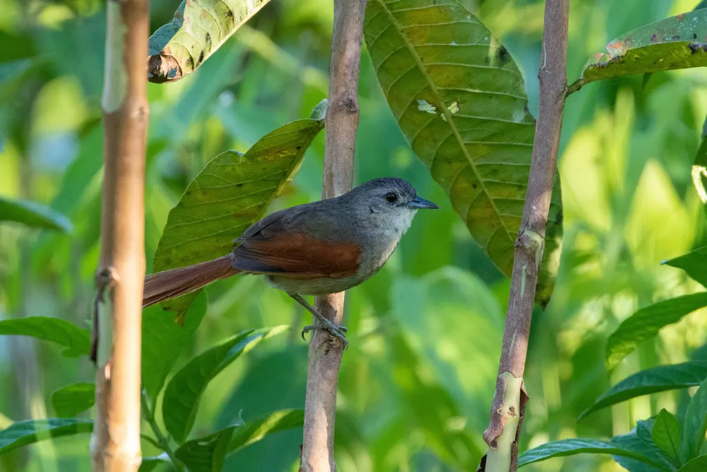 纯顶针尾雀(Synallaxis gujanensis)
