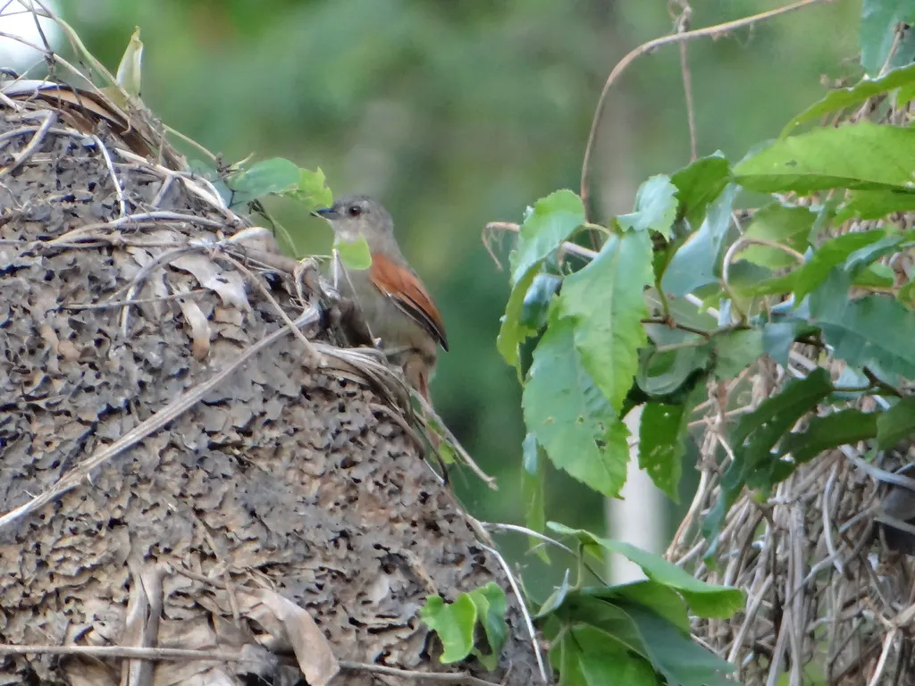 纯顶针尾雀(Synallaxis gujanensis)