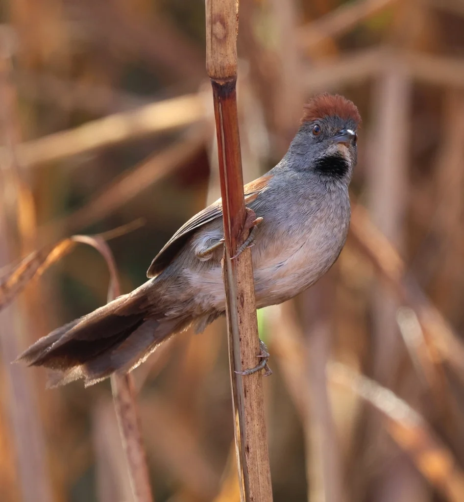 灰胸针尾雀(Synallaxis hypospodia)