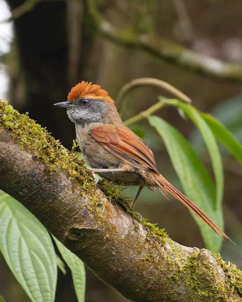 棕顶针尾雀(Synallaxis ruficapilla)