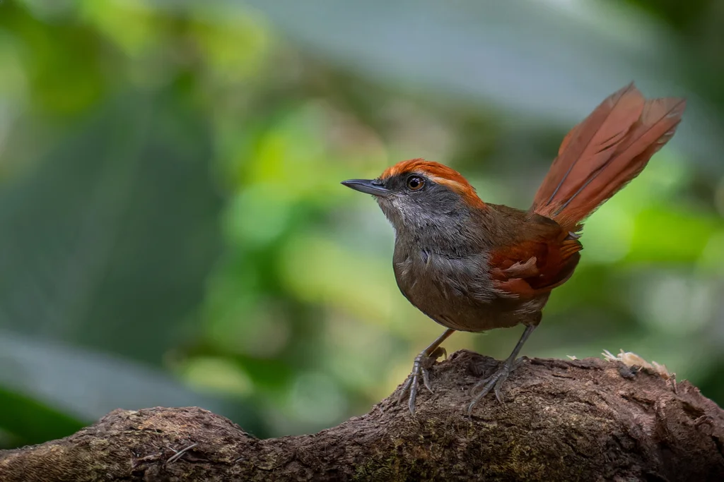 棕顶针尾雀(Synallaxis ruficapilla)