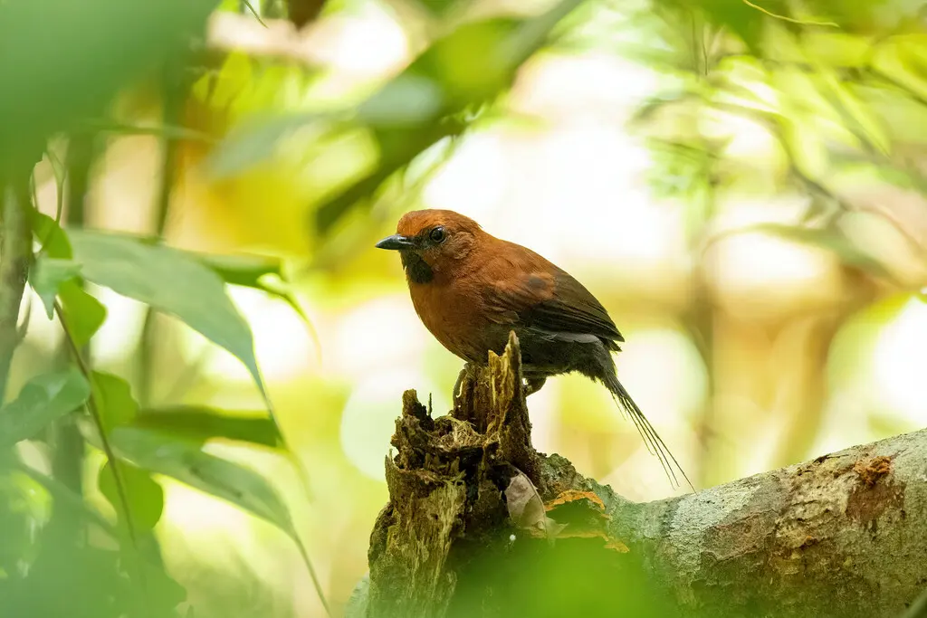 赤黄针尾雀(Synallaxis rutilans)