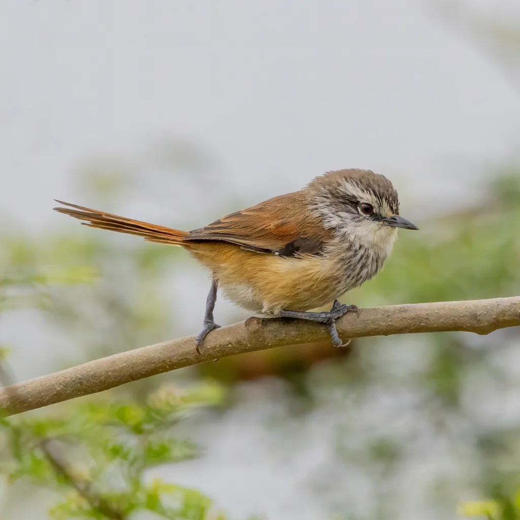 项圈针尾雀(Synallaxis stictothorax)