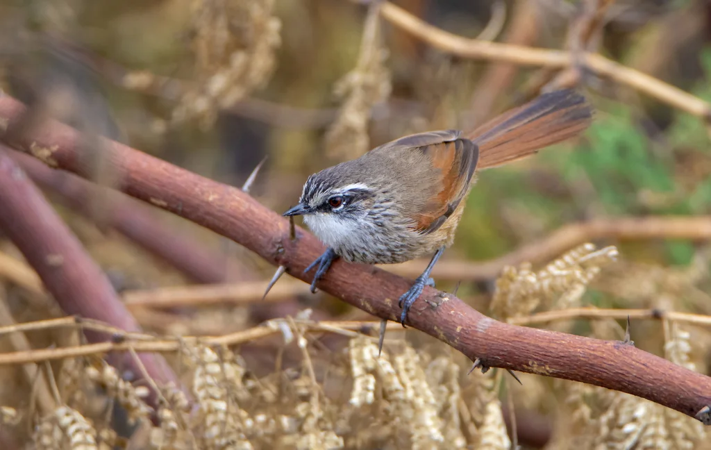 项圈针尾雀(Synallaxis stictothorax)