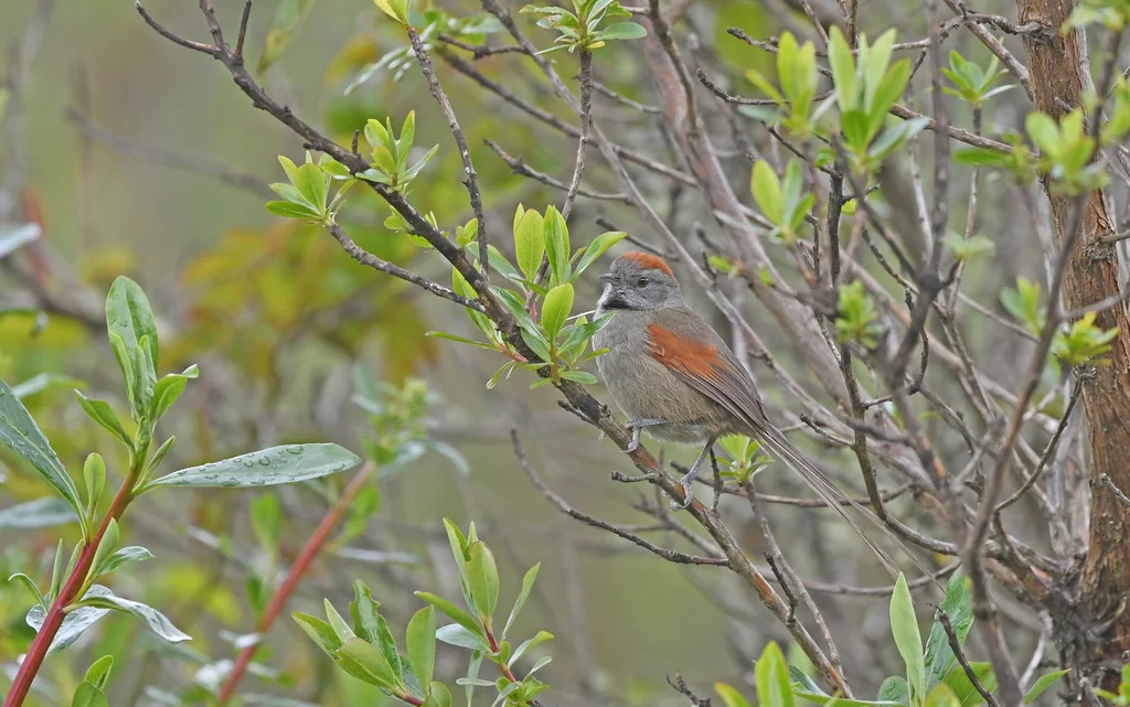 银喉针尾雀(Synallaxis subpudica)