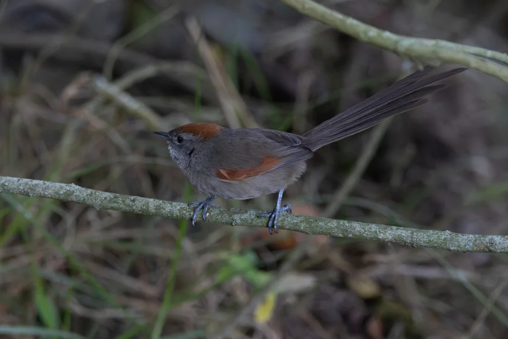 银喉针尾雀(Synallaxis subpudica)