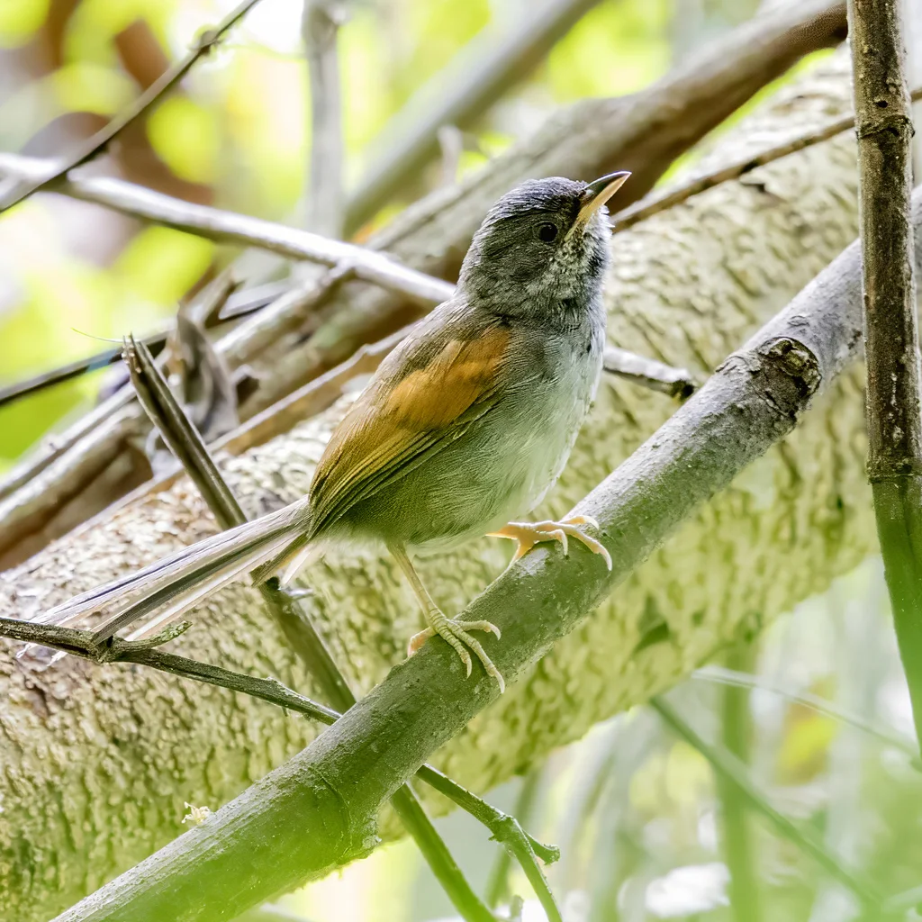 黑头针尾雀(Synallaxis tithys)