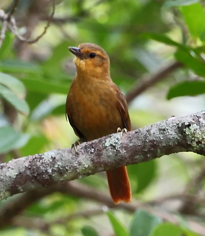 草黄拾叶雀(Syndactyla dimidiata)