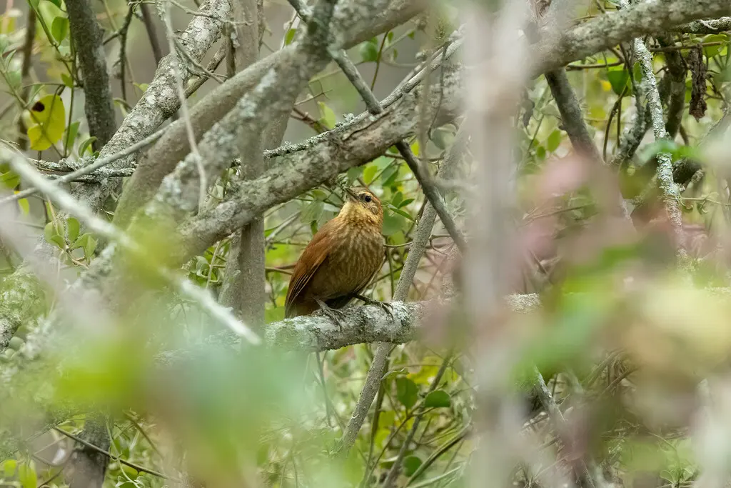 棕颈拾叶雀（Syndactyla ruficollis）