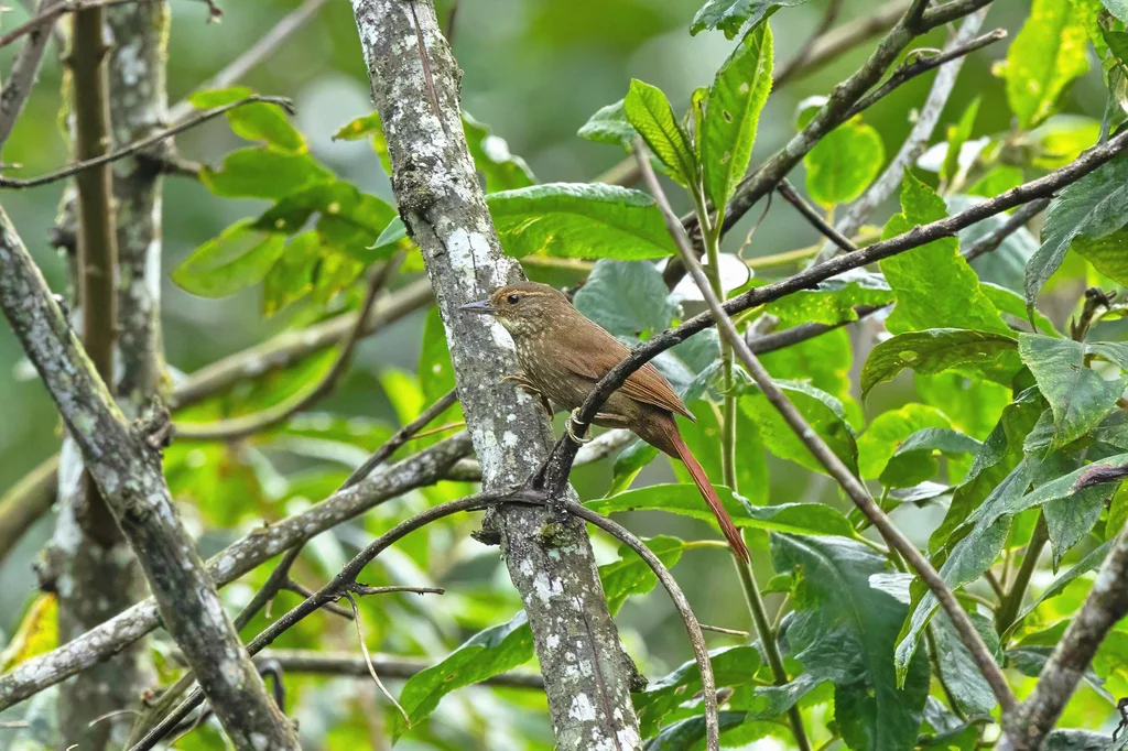 黄眉拾叶雀(Syndactyla rufosuperciliata)