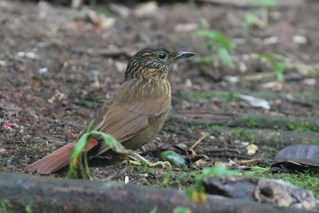 线纹拾叶雀(Syndactyla subalaris)