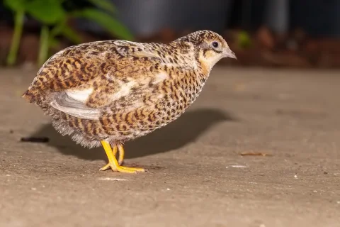 蓝胸鹑
