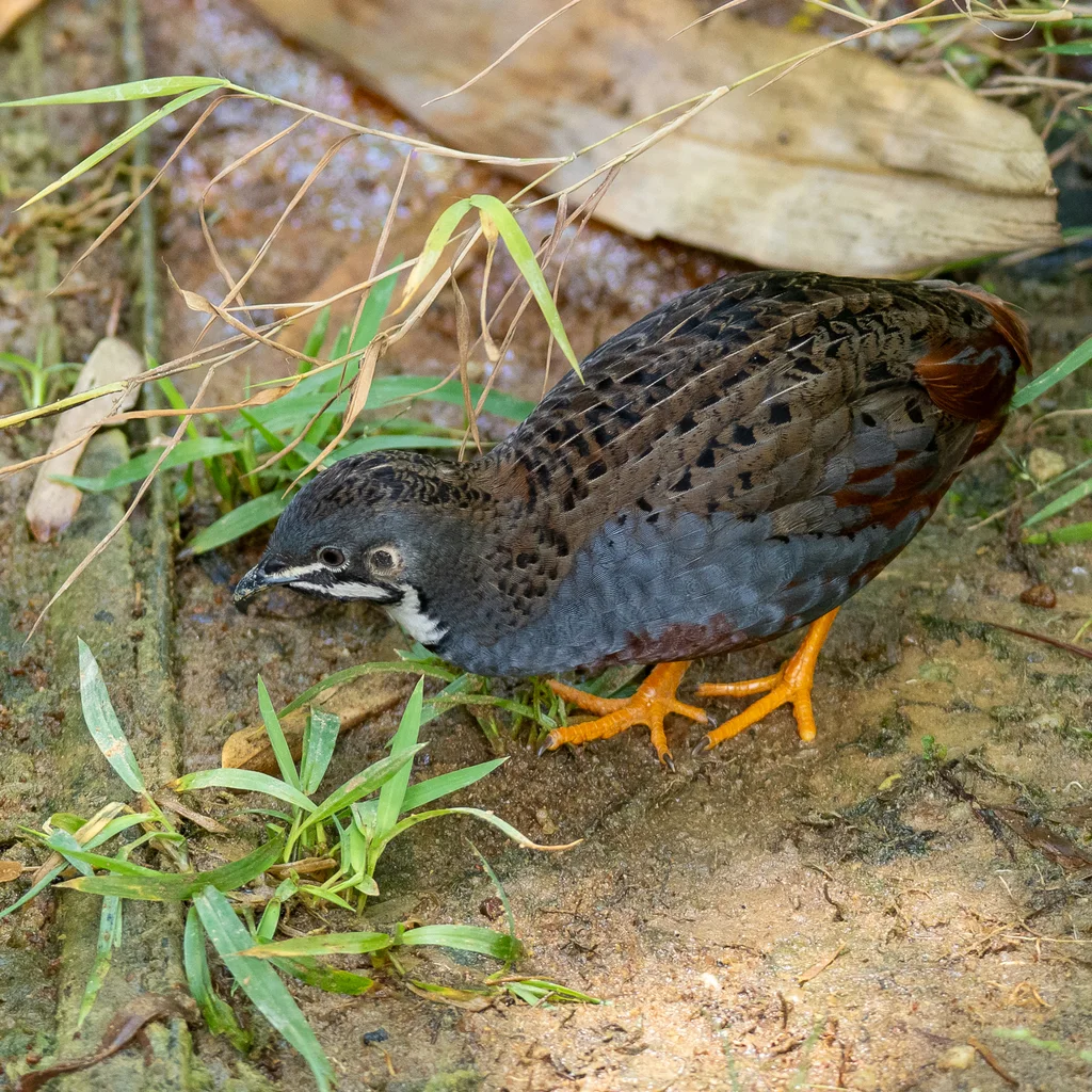 蓝胸鹑(Synoicus chinensis)