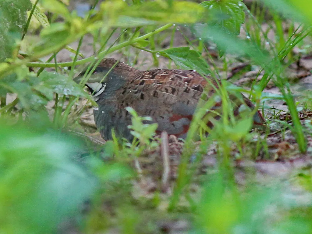 蓝胸鹑(Synoicus chinensis)