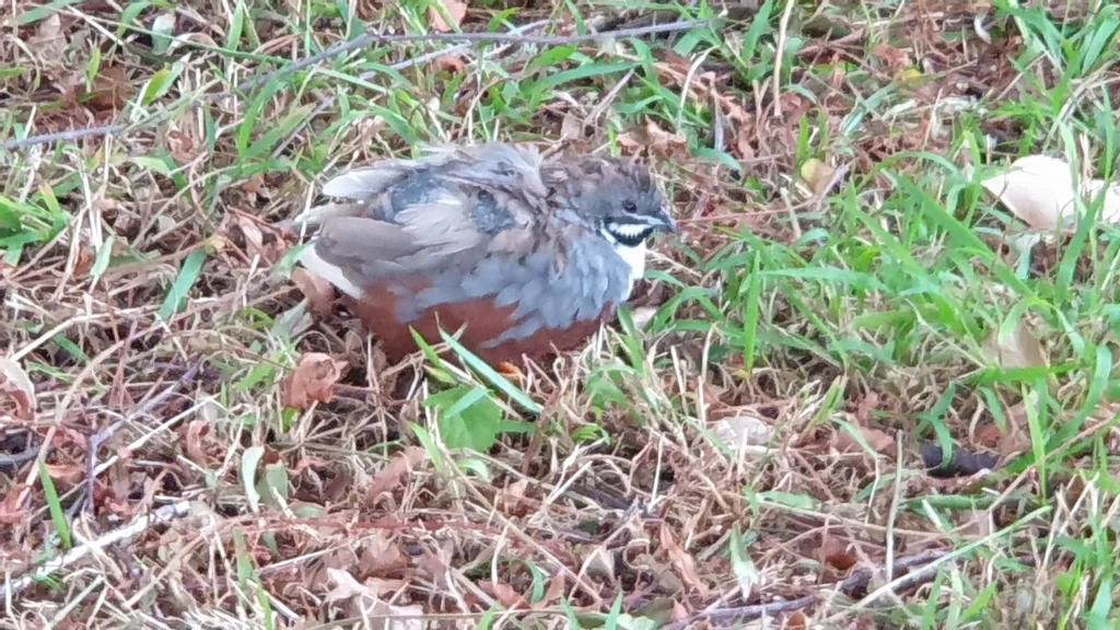 蓝胸鹑(Synoicus chinensis)