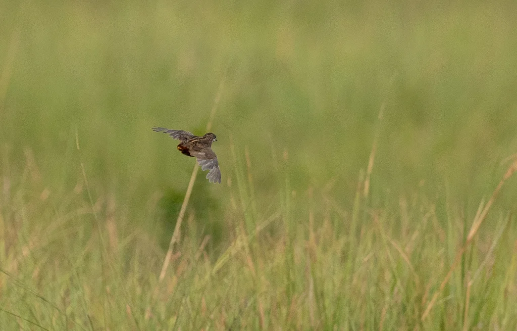 蓝胸鹑(Synoicus chinensis)
