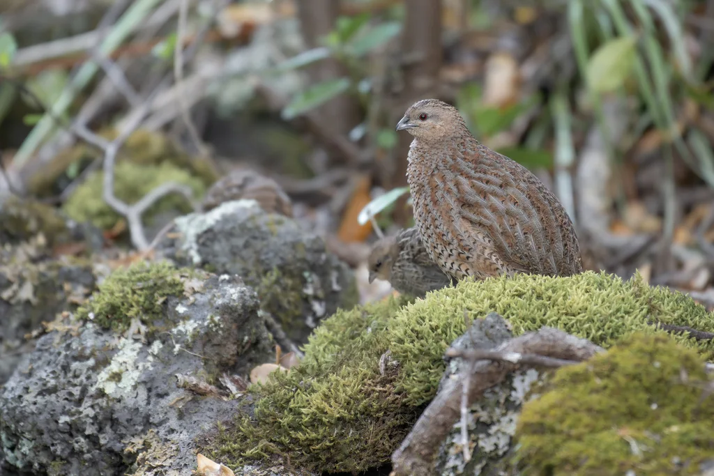 褐鹌鹑(Synoicus ypsilophorus)