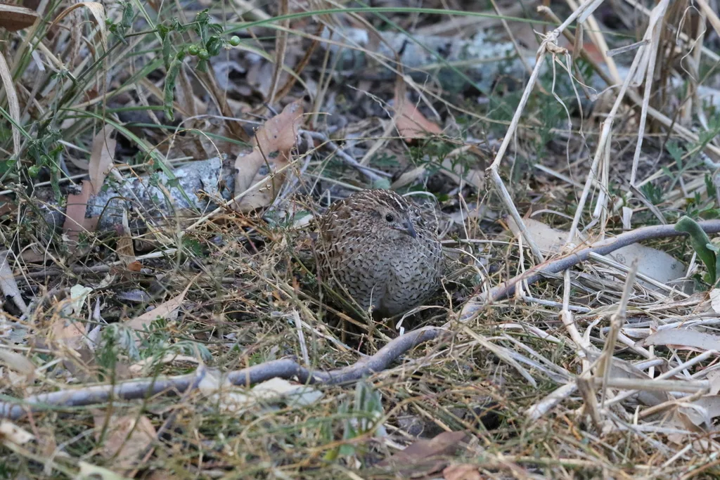褐鹌鹑(Synoicus ypsilophorus)
