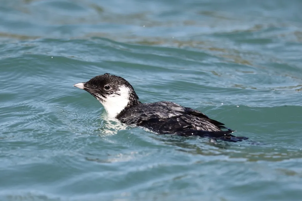 扁嘴海雀（Synthliboramphus antiquus）