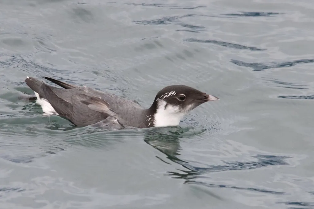扁嘴海雀（Synthliboramphus antiquus）